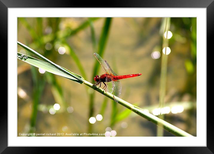 red dragonfly Framed Mounted Print by perriet richard