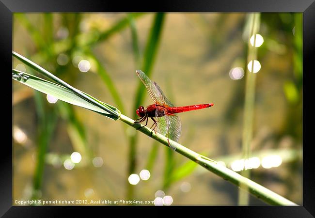 red dragonfly Framed Print by perriet richard