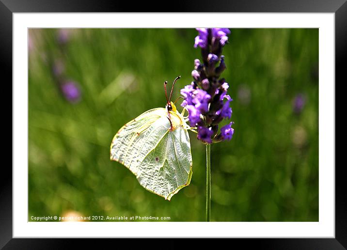 white butterfly flitting lavender Framed Mounted Print by perriet richard