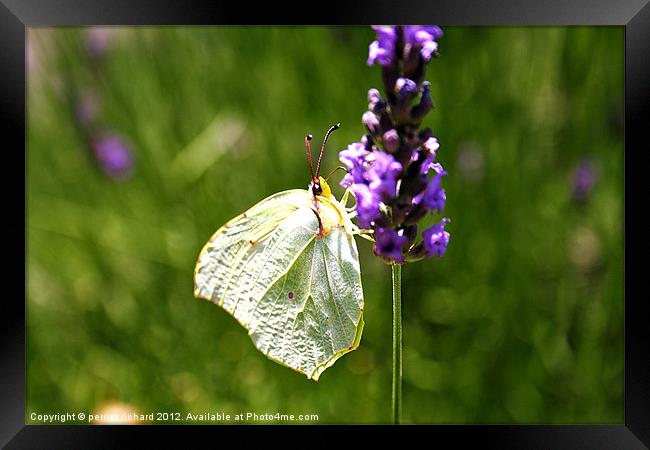 white butterfly flitting lavender Framed Print by perriet richard