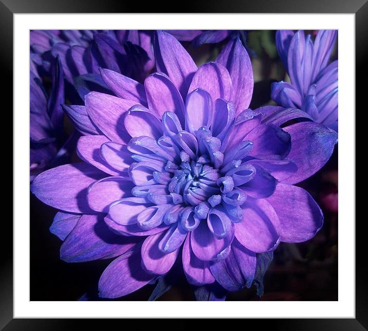 The big purple Framed Mounted Print by kirsteen wilson