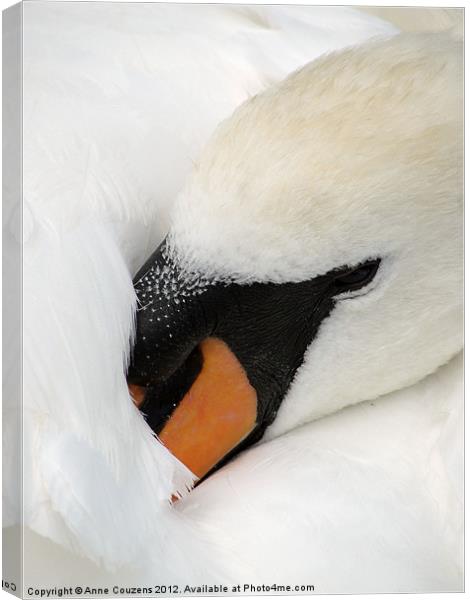 Sleeping Swan Canvas Print by Anne Couzens