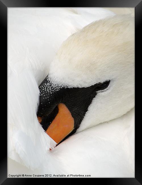 Sleeping Swan Framed Print by Anne Couzens