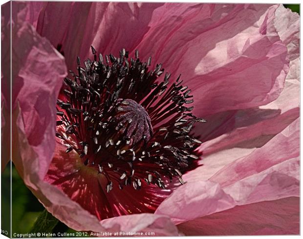 HEART OF THE FLOWER Canvas Print by Helen Cullens