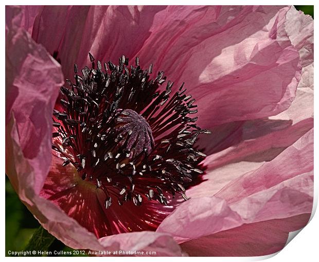 HEART OF THE FLOWER Print by Helen Cullens