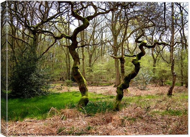 HERTFORDSHIRE WOOD Canvas Print by Helen Cullens