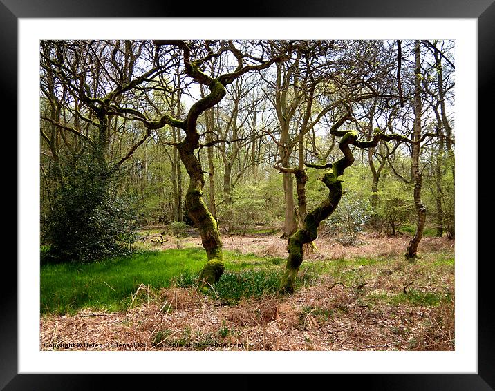 HERTFORDSHIRE WOOD Framed Mounted Print by Helen Cullens