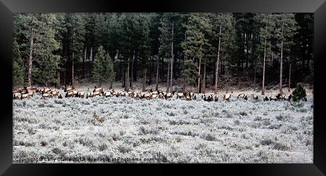 Elk in Montana Framed Print by Larry Stolle