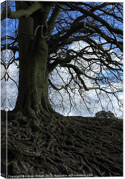 Beech Roots Canvas Print by Adrian Wilkins