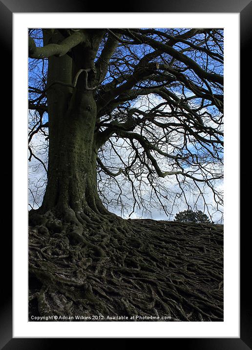 Beech Roots Framed Mounted Print by Adrian Wilkins