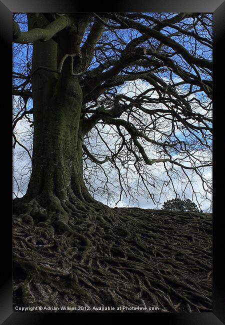 Beech Roots Framed Print by Adrian Wilkins