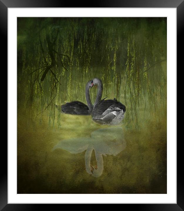 Swan Fantasy Framed Mounted Print by Karen Martin