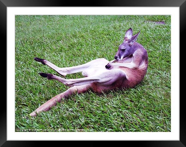Kangaroo having a scratch Framed Mounted Print by Mandy Rice