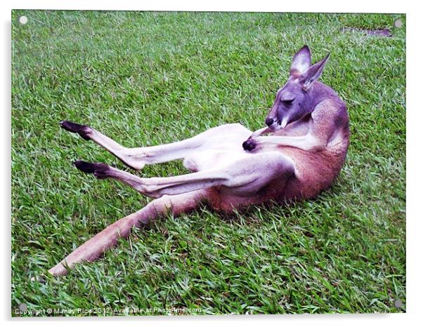 Kangaroo having a scratch Acrylic by Mandy Rice