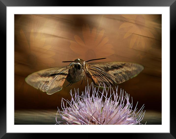Hummingbird Moth Framed Mounted Print by Tina Lindsay
