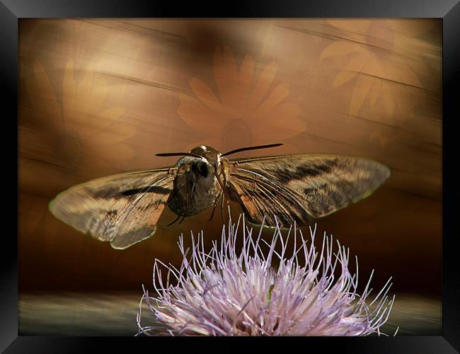 Hummingbird Moth Framed Print by Tina Lindsay