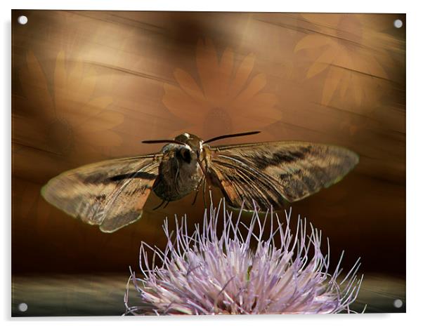 Hummingbird Moth Acrylic by Tina Lindsay