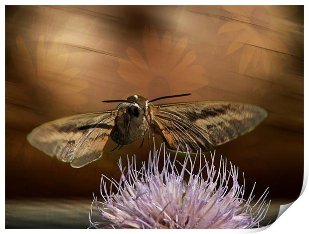 Hummingbird Moth Print by Tina Lindsay