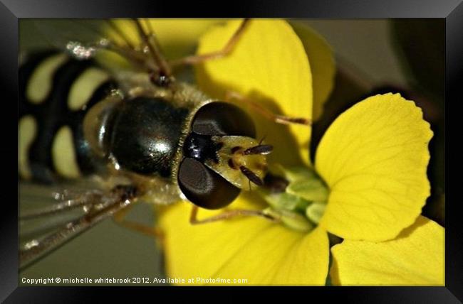 Hover fly on a flower Framed Print by michelle whitebrook