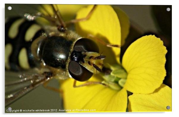 Hover fly on a flower Acrylic by michelle whitebrook