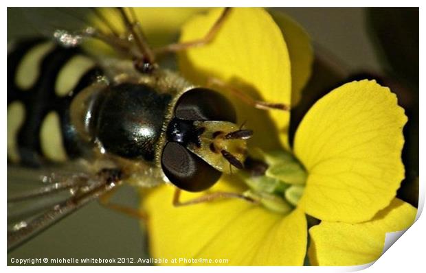 Hover fly on a flower Print by michelle whitebrook