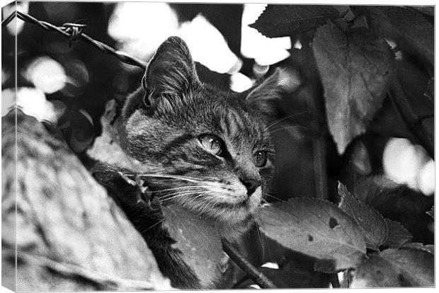 Finding the Shade Canvas Print by Paul Holman Photography