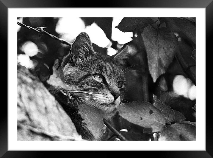 Finding the Shade Framed Mounted Print by Paul Holman Photography