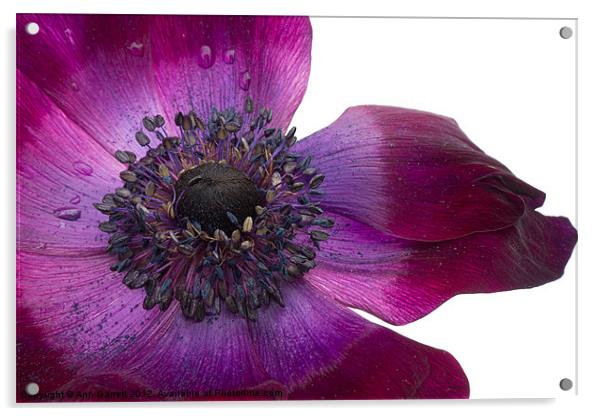 Purple Anemone Acrylic by Ann Garrett