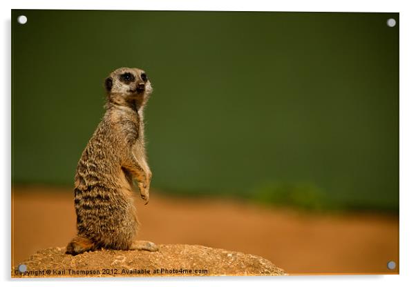 Meerkat on Guard Acrylic by Karl Thompson