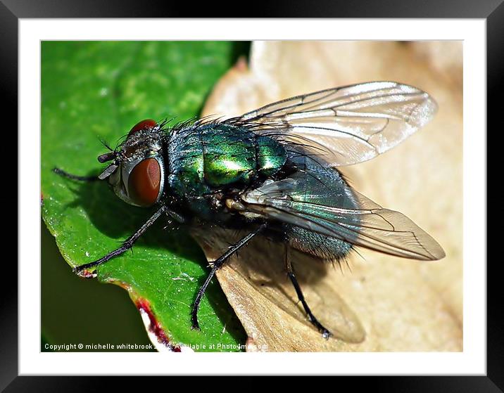 Colourful fly Framed Mounted Print by michelle whitebrook