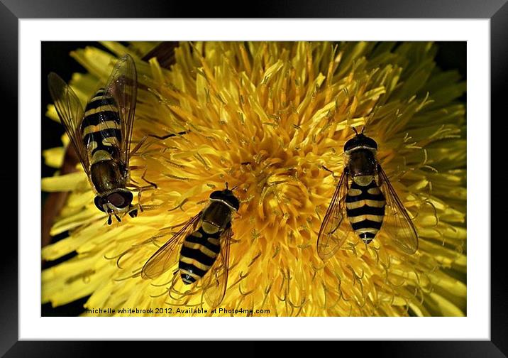 Three for the price of one Framed Mounted Print by michelle whitebrook