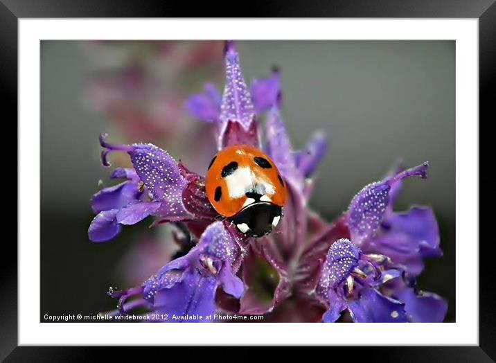 Ladybird 7 spotted Framed Mounted Print by michelle whitebrook