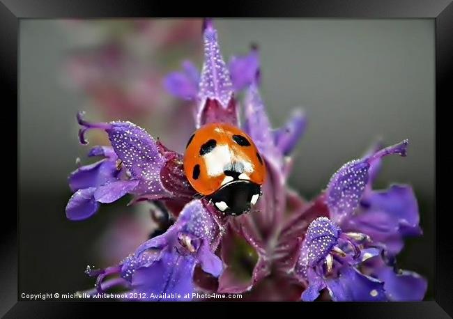 Ladybird 7 spotted Framed Print by michelle whitebrook