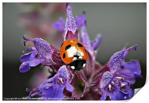 Ladybird 7 spotted Print by michelle whitebrook