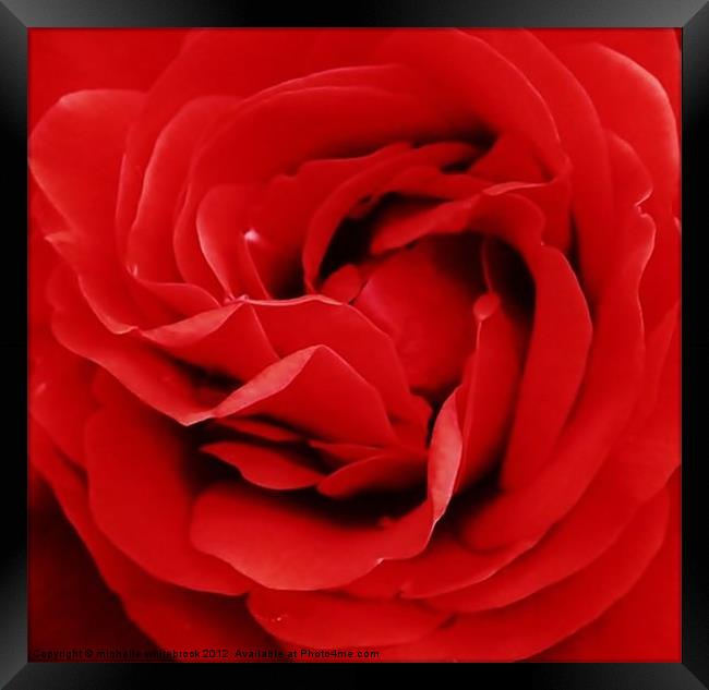 Dreamy red rose Framed Print by michelle whitebrook