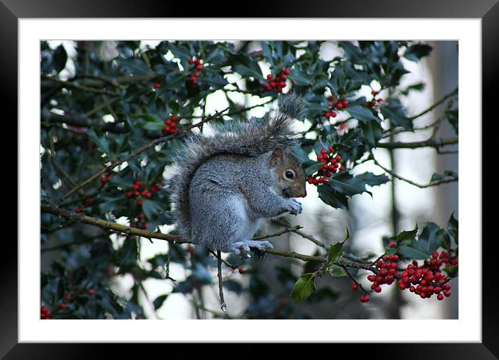 Winter Squirrel Framed Mounted Print by Rebecca Briggs