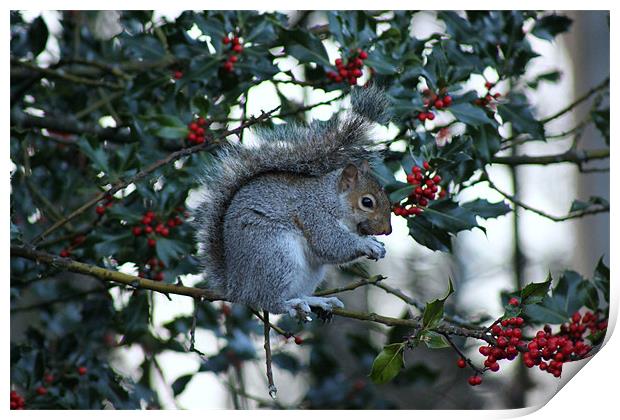 Winter Squirrel Print by Rebecca Briggs