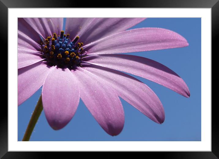 Purple Sunshine Framed Mounted Print by andrew hall