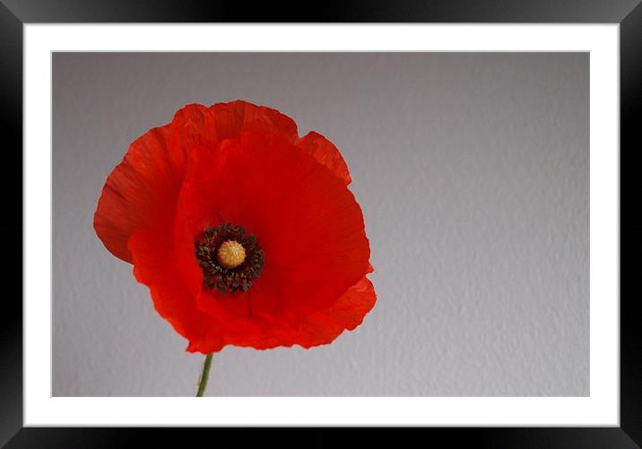 Remembrance poppy Framed Mounted Print by andrew hall
