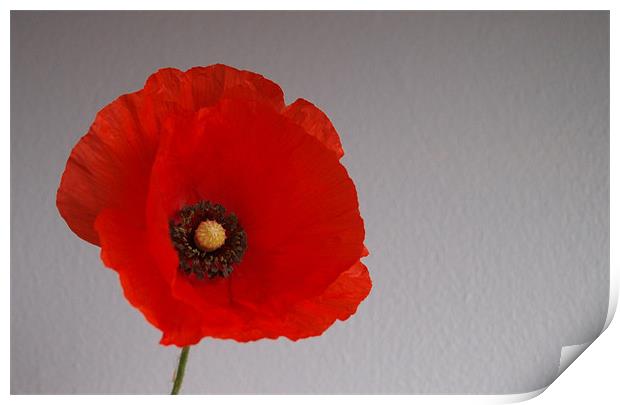 Remembrance poppy Print by andrew hall