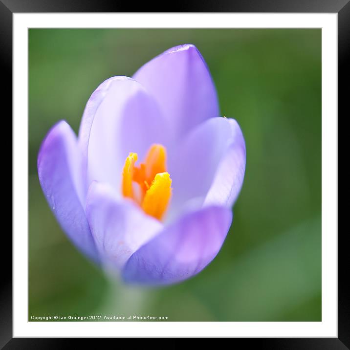 The First Crocus Framed Mounted Print by Ian Grainger
