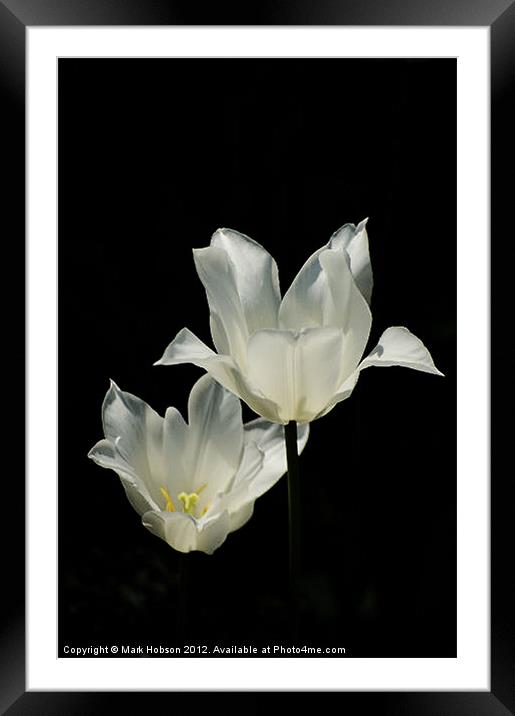 White Lilly Framed Mounted Print by Mark Hobson