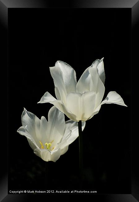 White Lilly Framed Print by Mark Hobson