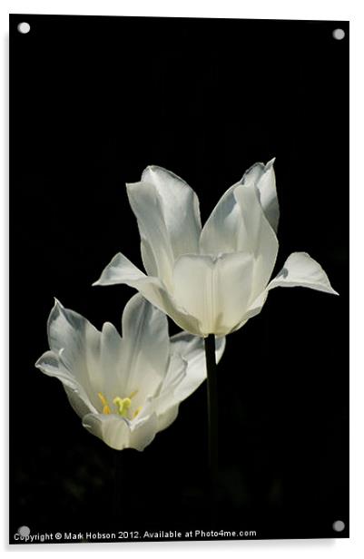 White Lilly Acrylic by Mark Hobson