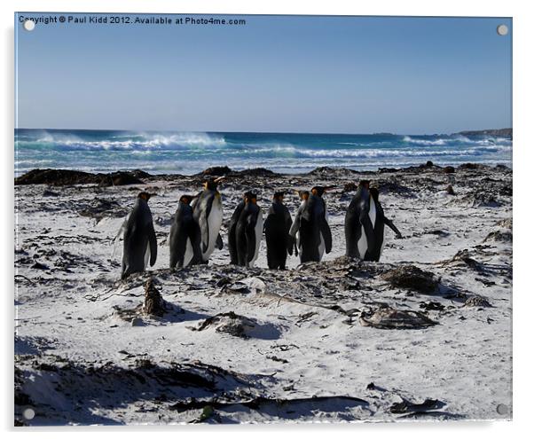 Penguins in Falklands Acrylic by Paul Kidd