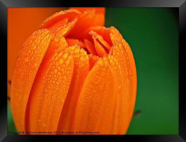 Dewy raindrops Framed Print by michelle whitebrook