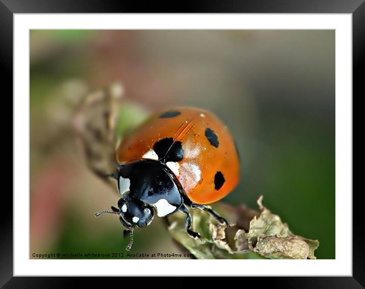 Little ladybird Framed Mounted Print by michelle whitebrook