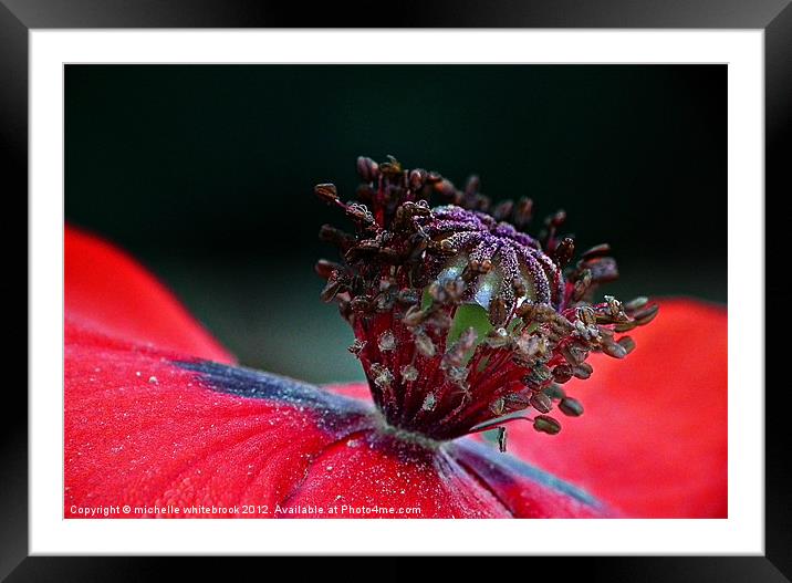 Poppy Framed Mounted Print by michelle whitebrook