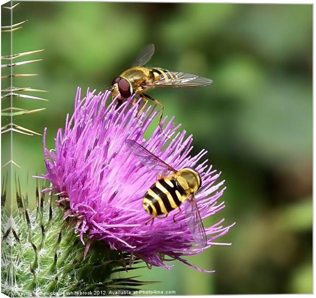 Hover flies on a thistle Canvas Print by michelle whitebrook