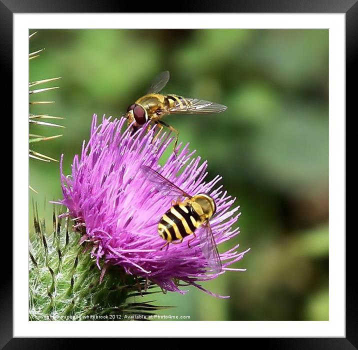 Hover flies on a thistle Framed Mounted Print by michelle whitebrook